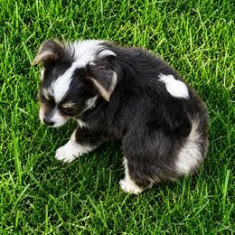 Gunner - Blue and white male Chihuahua puppy in Tyler, Texas from Fancy Pants Chihuahua’s