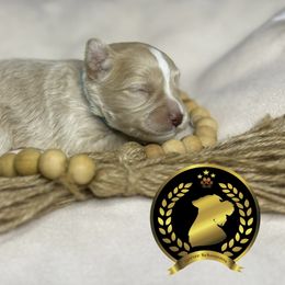 Miniature Schnauzer Puppies from Forever Schnauzers