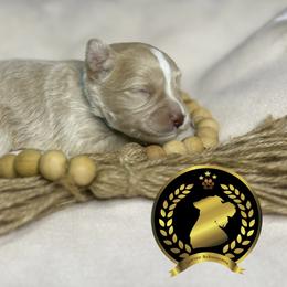 Miniature Schnauzer Puppies from Forever Schnauzers