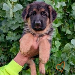 Orange collar - Black and red female German Shepherd puppy in Stockton, California from Zaragoza German Shepherds