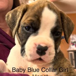 Baby Blue Collar Girl - Brindle female Boxer puppy in East Longmeadow, Massachusetts from Boxer Bliss