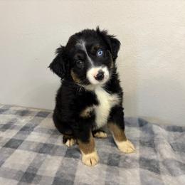 Unicorn - Black tri female Miniature Australian Shepherd puppy in Brenham, Texas from Stone N Rose Kennels