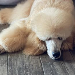 Poodles from Queen Amidala Poodles LLC