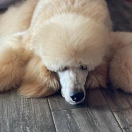 Poodles from Queen Amidala Poodles LLC
