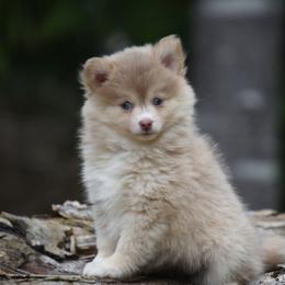 Ria - Lavender female Pomsky puppy in Coos Bay, Oregon from Ocean View Pomskies