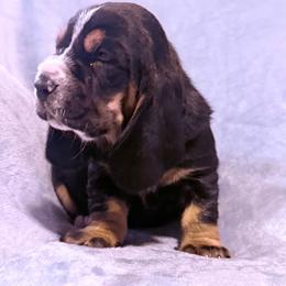 Una - Black white and tan female Basset Hound puppy in Springfield, Missouri from Baylee’s Bassets