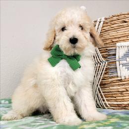 Atlas - Cream male Goldendoodle puppy in Temecula, California from Oodles O'Doodles