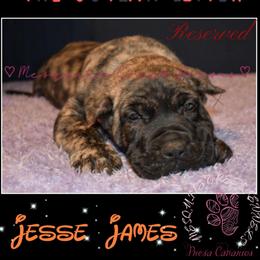 Perro de Presa Canario Puppies from Mesquite Creek Kennels