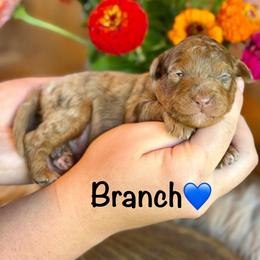 Branch - Red merle male Aussiedoodle puppy in Lancaster, Minnesota from Finney Ranch