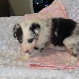 Border Collie Puppies from Ridge Kap Border Collies