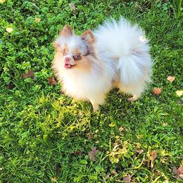 Wasabi - Pomeranian