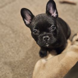 French Bulldog Puppies from A&D Frenchies