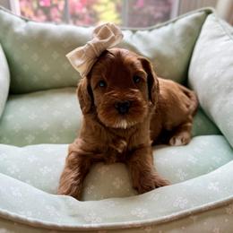 Sage - Red female Australian Labradoodle puppy in Summerfield, North Carolina from Four Oaks Labradoodles