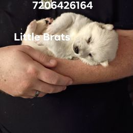 Frost Snow - Cream male Shiba Inu puppy in Colorado Springs, Colorado from Little Brats