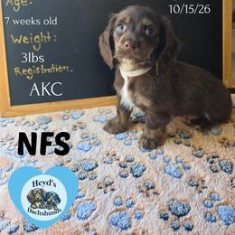 Poseidon - Chocolate and tan male Dachshund puppy in Hoquiam, Washington from Heyd's Mini Dachshunds