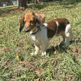 Kane - Dachshund