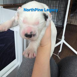 Roman - White black and tan male Dalmatian puppy in Janesville, Wisconsin from Legacy Dalmatians