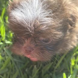 Shih Tzu Puppies from Staci Fidler