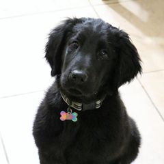 Flat-Coated Retrievers and Golden Retrievers from Thunder Mountain Elite Flat-Coat & Golden Retrievers