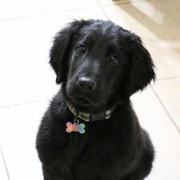 Flat-Coated Retrievers and Golden Retrievers from Thunder Mountain Elite Flat-Coat & Golden Retrievers