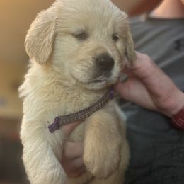 Golden Retriever and Labrador Retriever Puppies from Storm Chasers Retrievers