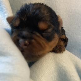 Davy - Blue and gold male Yorkshire Terrier puppy in Brooksville, Florida from York Girl’s Pups