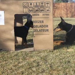 Doberman Pinscher Puppies from Desiree's Doberman Pinschers