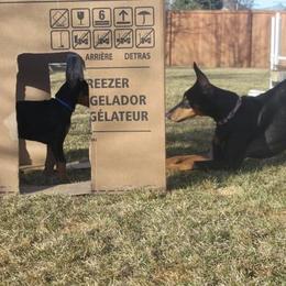 Doberman Pinscher Puppies from Desiree's Doberman Pinschers