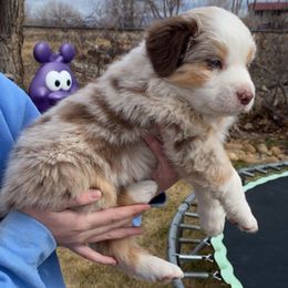 Jack - Red merle male Australian Shepherd puppy in Neola, Utah from Wall To Wall Aussies