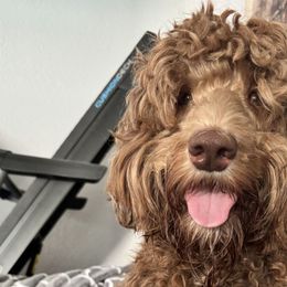 Shelby - Goldendoodle