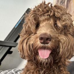 Shelby - Goldendoodle