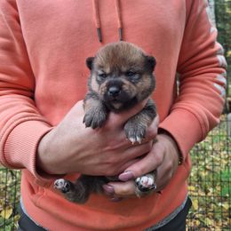Boy 3 - Sesame male Shiba Inu puppy in Fairbanks, Alaska from Arctic Kennels (Pomskies, Akitas & Shibas)