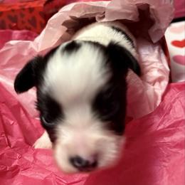 Girl 3 - White black and tan female Papillon puppy in Fremont, Michigan from Barque