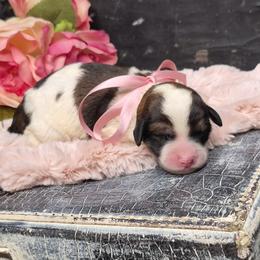 Lola - Parti female Springerdoodle puppy in Fargo, North Dakota from Dakota SpringerDoodles