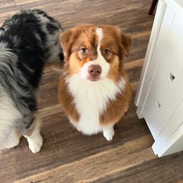 Lainey - Red tri-color female Australian Shepherd puppy in Fresno, California from Luna Lane Aussies