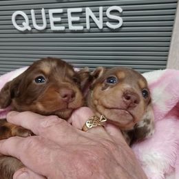 Dachshunds from Dachshund Kings and Queens