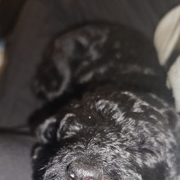 Fudge AKC small standard - Poodle puppy from Cuddley-Poods Moyen poodles