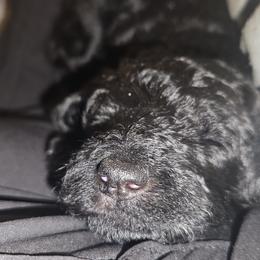 Fudge AKC small standard - Poodle puppy from Cuddley-Poods Moyen poodles