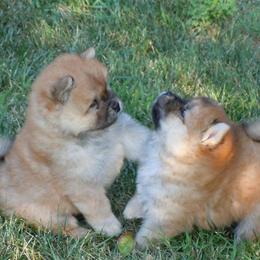 Chow Chow from Cameo Chows