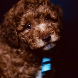 Cairo - Chocolate male Goldendoodle puppy in Forney, Texas from Diamond Doodle Pups and Poodles