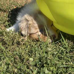 Braeburn - Red merle male Australian Shepherd puppy in Glencoe, Minnesota from Cattail Ridge Australian Shepherds