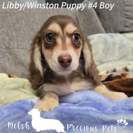 Puppy 4 - Chocolate and cream male Dachshund puppy in Anamosa, Iowa from Melsh Precious Pets