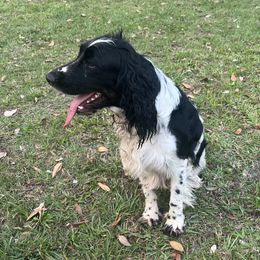 Pancho - English Springer Spaniel