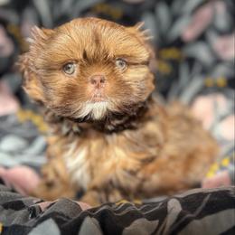 Clotho (AKC) - Chocolate and tan female Shih Tzu puppy in Las Vegas, Nevada from Vegas Shih Tzus