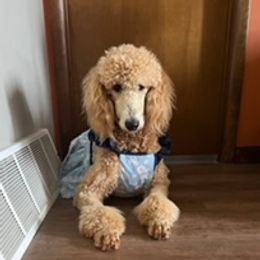 Poodles from South Pike Poodles