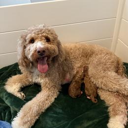 Tom - Red  male Goldendoodle puppy in Houston, Texas from Golden Life Doodles