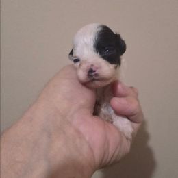 Spirit - Black & white female Maltipoo puppy in Everett, Washington from Meadows Ranch