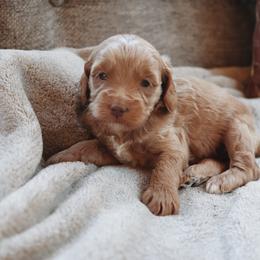 Dolce - Apricot female Goldendoodle puppy in Atlanta, Georgia from Cedarcrest Goldendoodles
