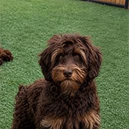 Cherry - Chocolate female Australian Labradoodle puppy in Anderson, California from Shaggy Doodles