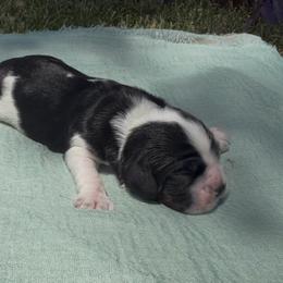 Hiccup - Black white and tan male Cocker Spaniel puppy in Deer Park, Texas from Southern Sunset Cockers